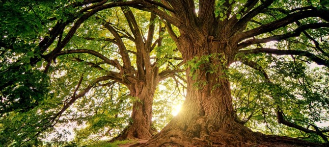 Ecosia: il motore di ricerca che pianta gli alberi…