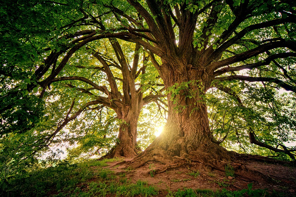 Ecosia: il motore di ricerca che pianta gli alberi